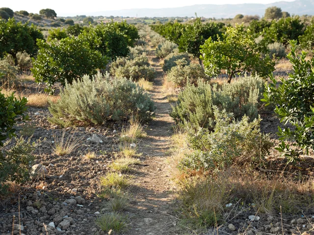 Land for sale in Paternò Campagna — 5