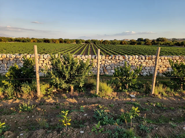 Land for sale in Paternò Campagna — 1