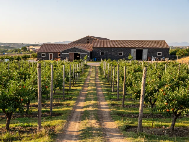 Azienda agricola in vendita a Belpasso Campagna — 2
