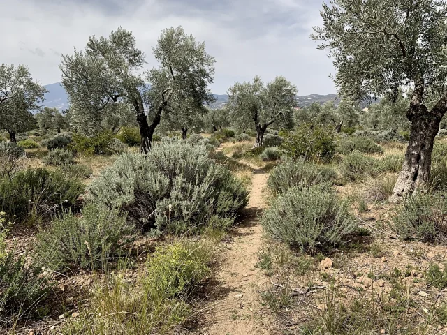 Land for sale in Nicolosi Campagna — 5